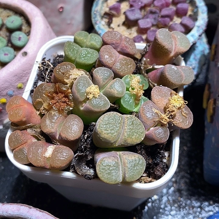 双头彩风铃一颗。