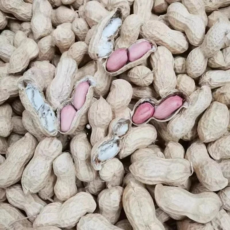 【田寨主】花生本地花生颗粒饱满