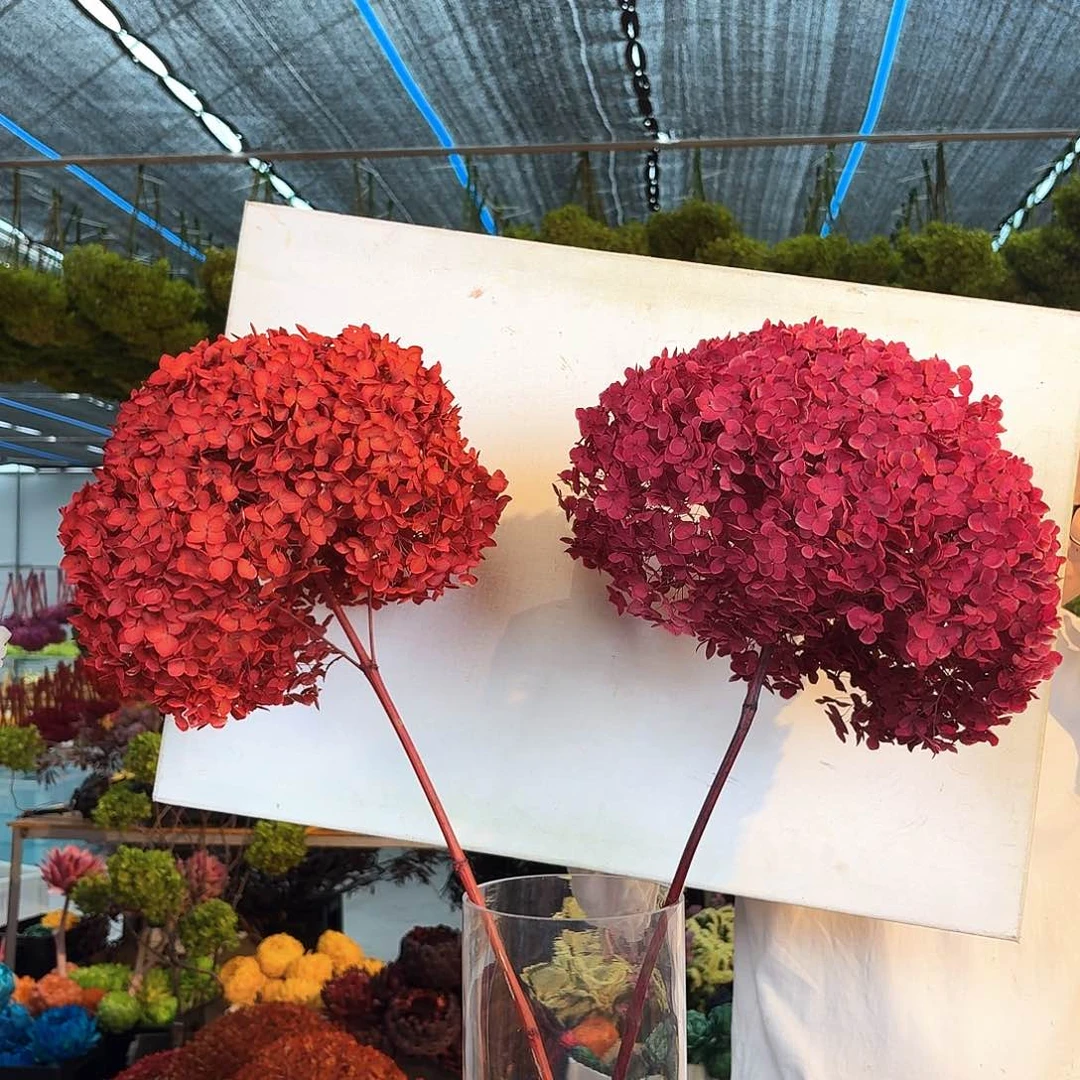 完全开放红1，紫1，绣球