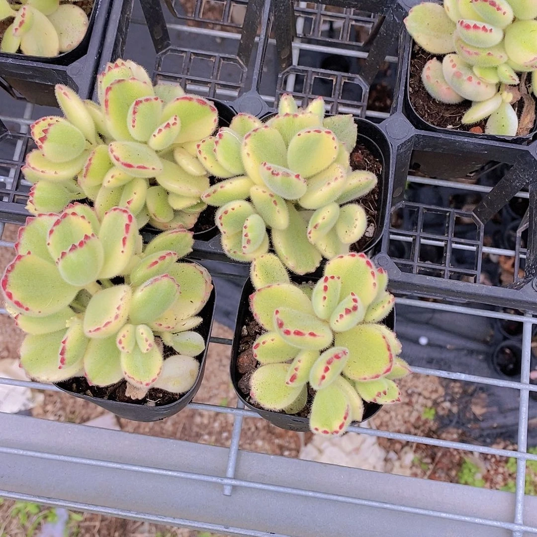 0602- 熊爪福利一颗 量拍