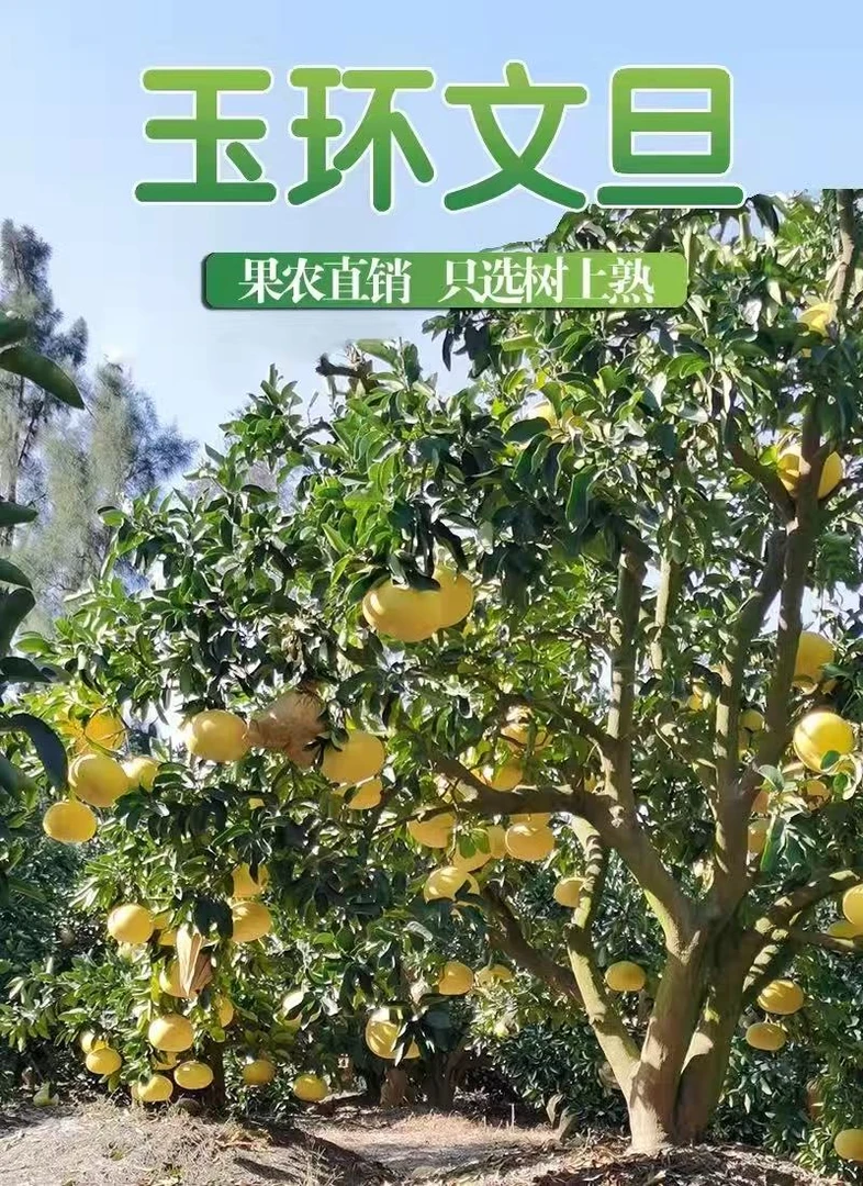 正宗玉环文旦柚当季水果早熟有礼盒蜜柚白肉果农现摘孕妇十年老树