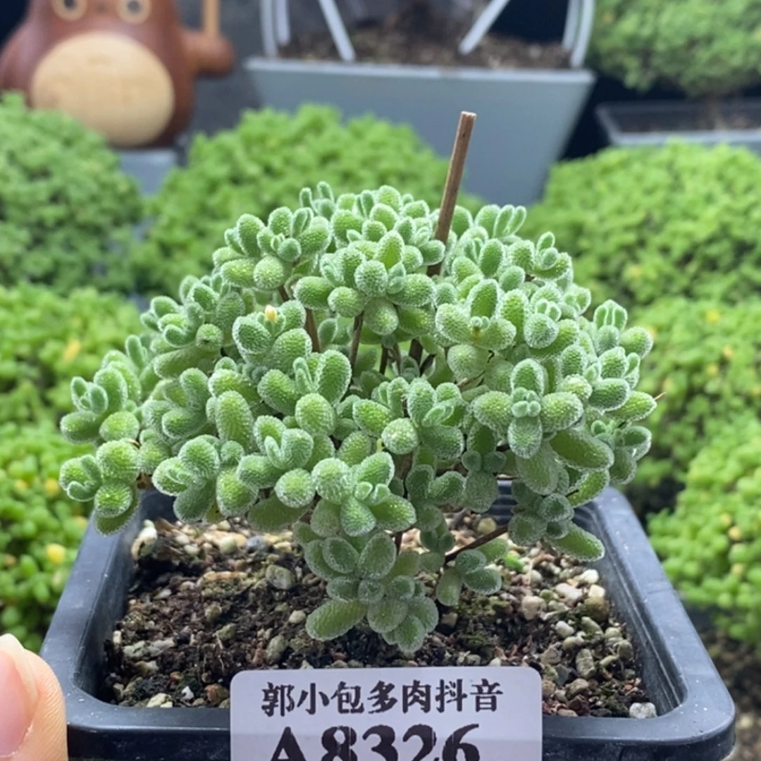 优选冰晶8326枝干番杏