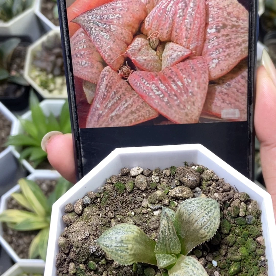 pinky青蟹底座苗一物一拍