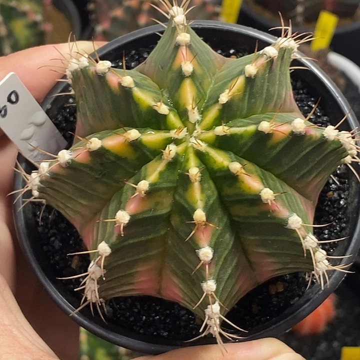 泰系全品米哈—带盆土发货24