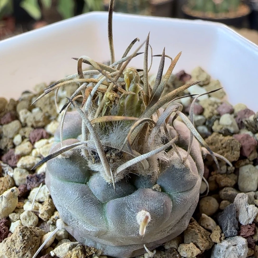 010实生乌丸多肉2.4厘米