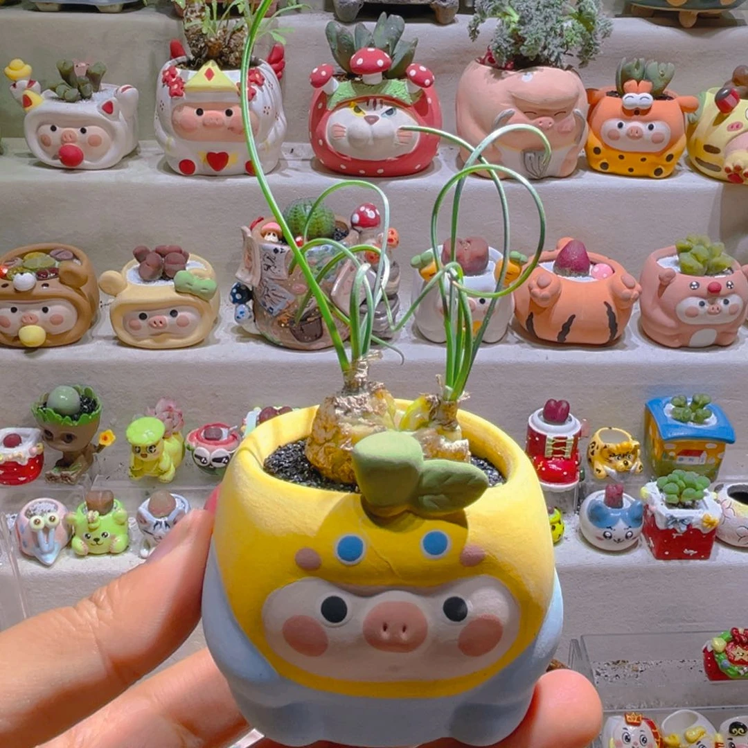 020细叶弹簧草带盆土一套58