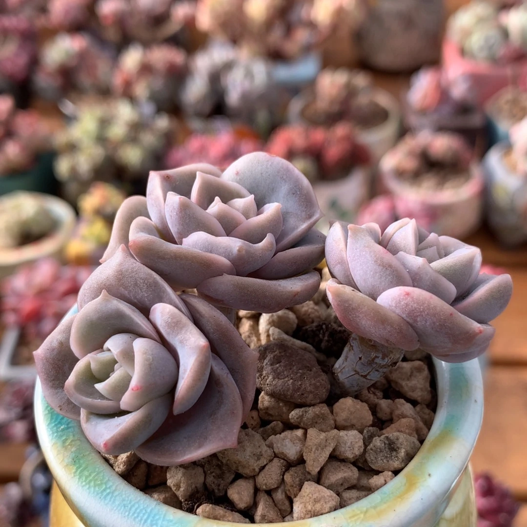 可爱玫瑰一物一拍 063