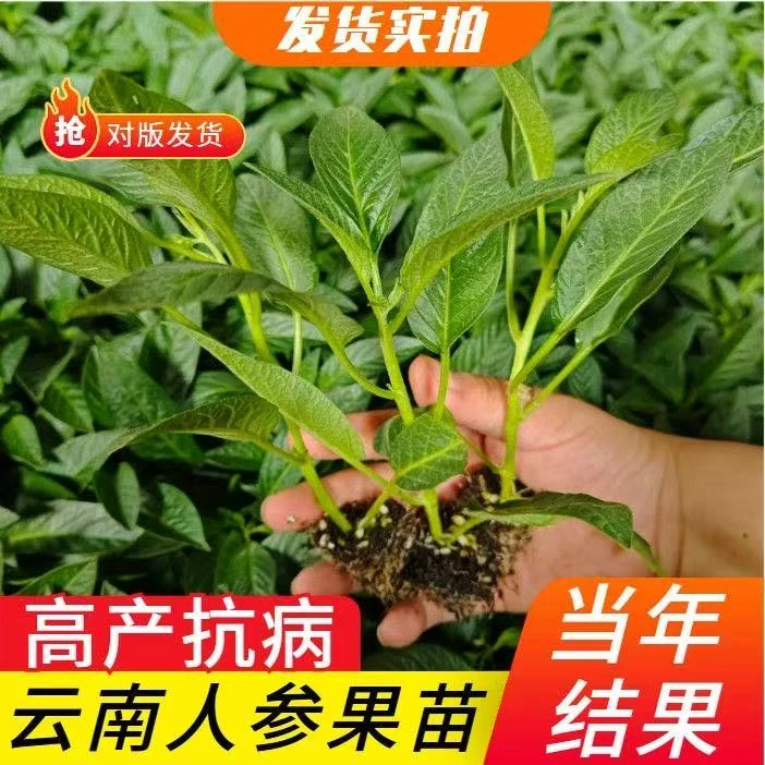 【黄心圆果 】人参果四季结果南北方人参果苗庭院盆栽地栽长寿果苗