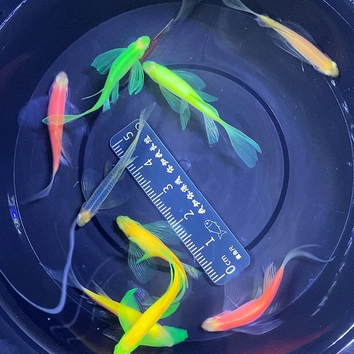 斑马鱼蝶翼斑马3.5厘米混色 20条蓝莓10条白金10条