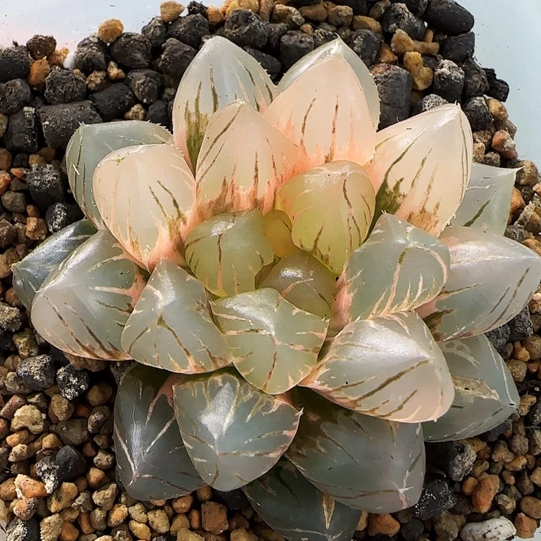 80号OM玉露锦5.7左右一物一拍带盆土