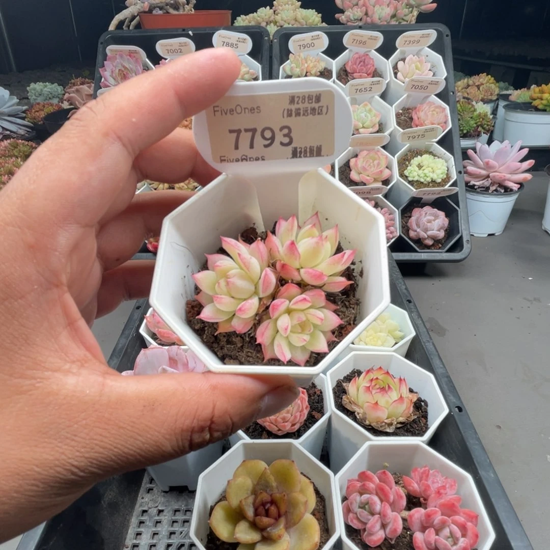 7793女王麦4.0厘米