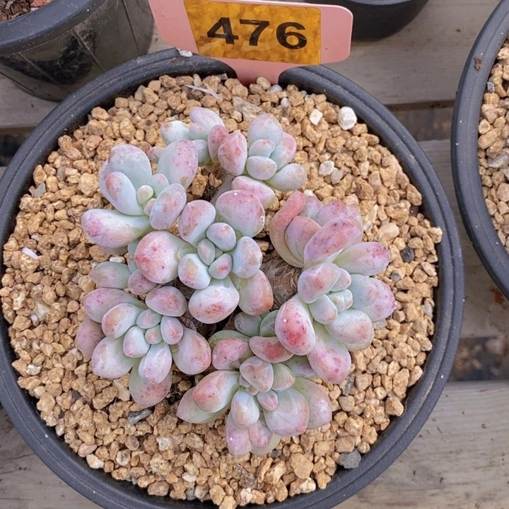 476号香水群111111