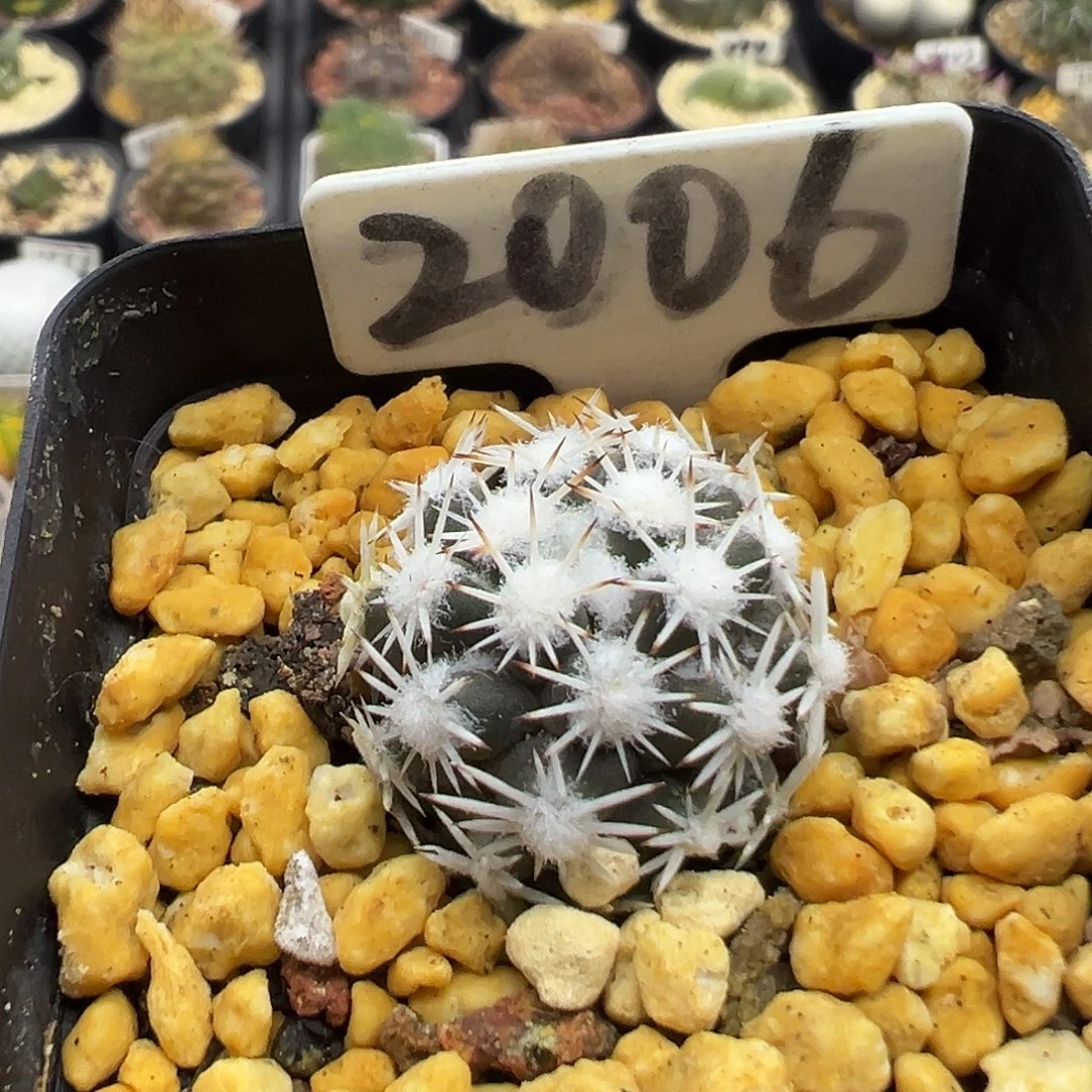 2006短刺雪花丸实生仙人球