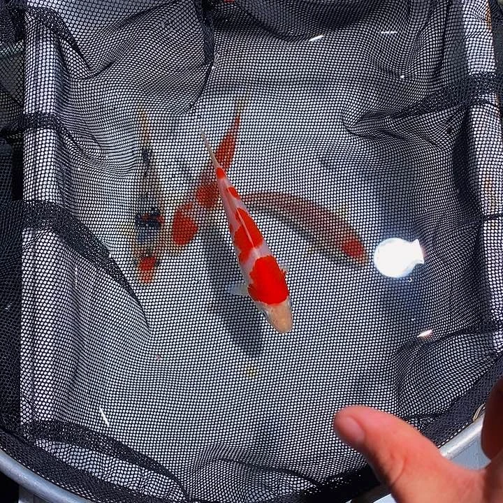 锦鲤锦鲤活鱼开箱包活
