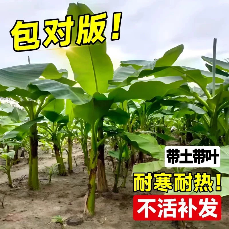 庭院芭蕉树苗南北方耐寒耐冻阳台别墅造景大叶芭蕉大型植物芭蕉树