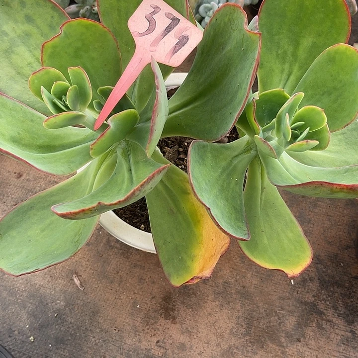 晨语多肉，一物一拍379芭比