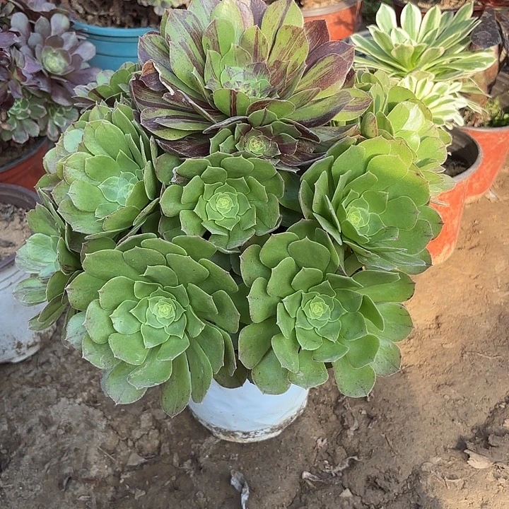 多肉植物花月夜阴阳43