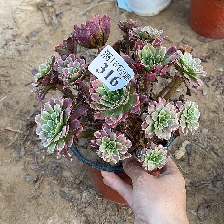 316朝霞绣球2号棚