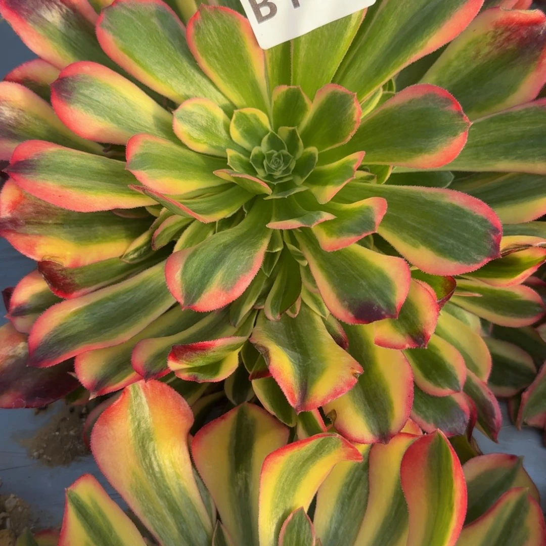 御***活176红洛神到秋天。多肉植物