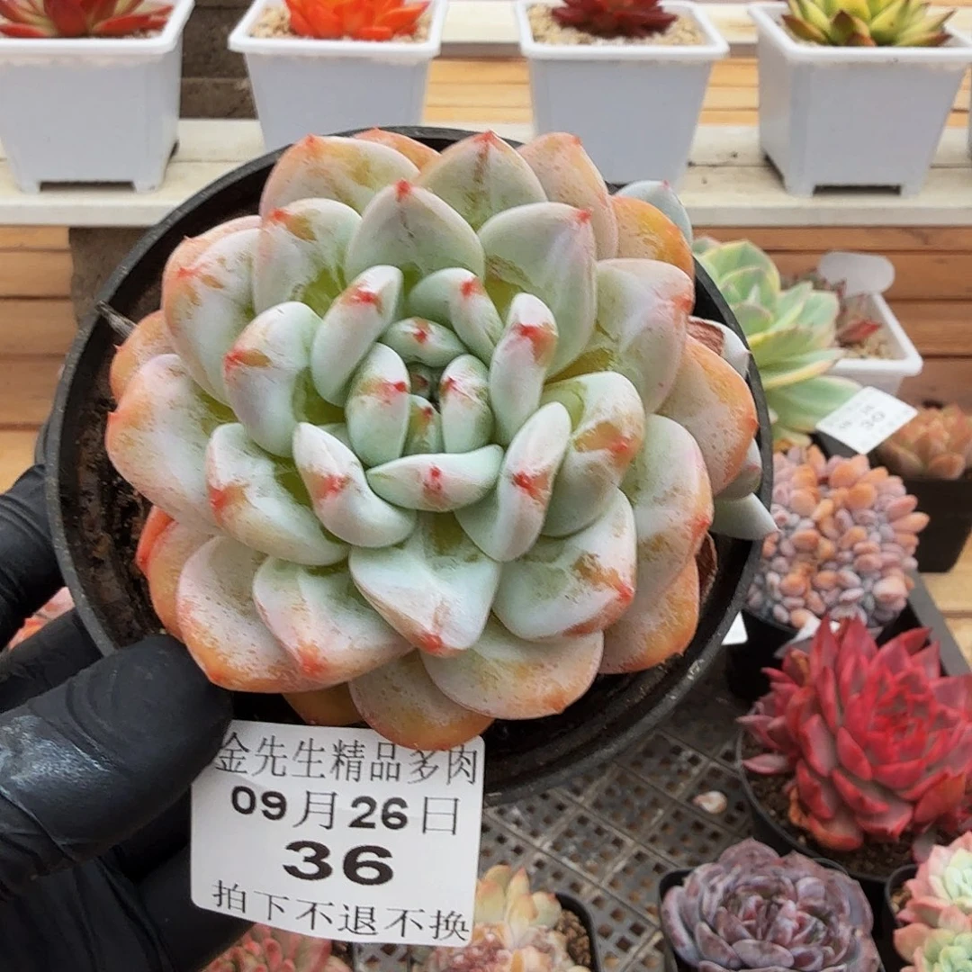 0926-36杂交单头a
