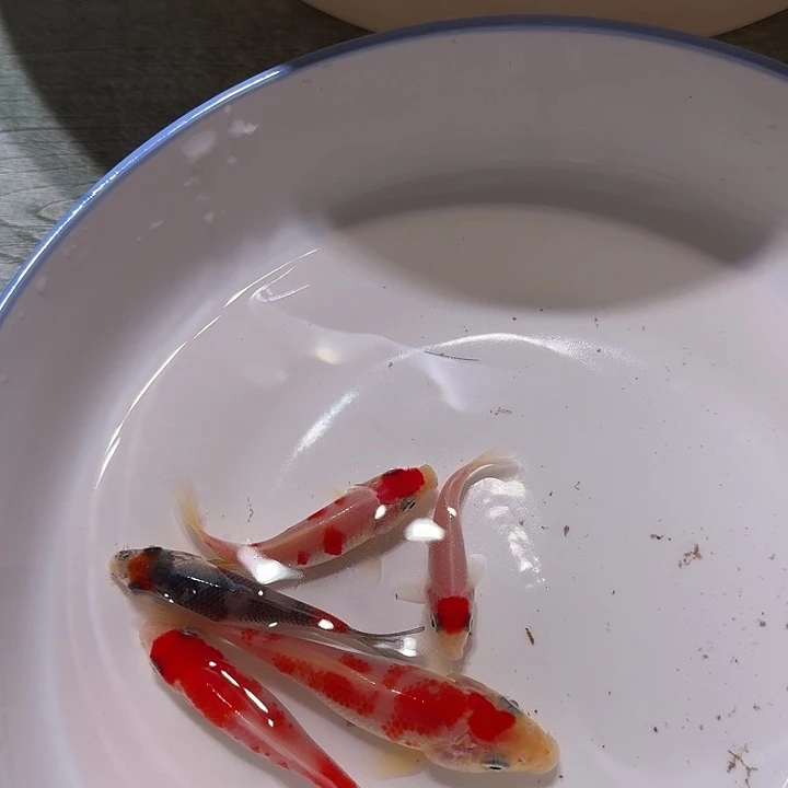 锦鲤锦鲤鱼苗5公分