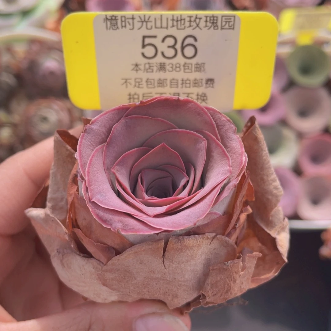 山地玫瑰536满38包邮裸根发货