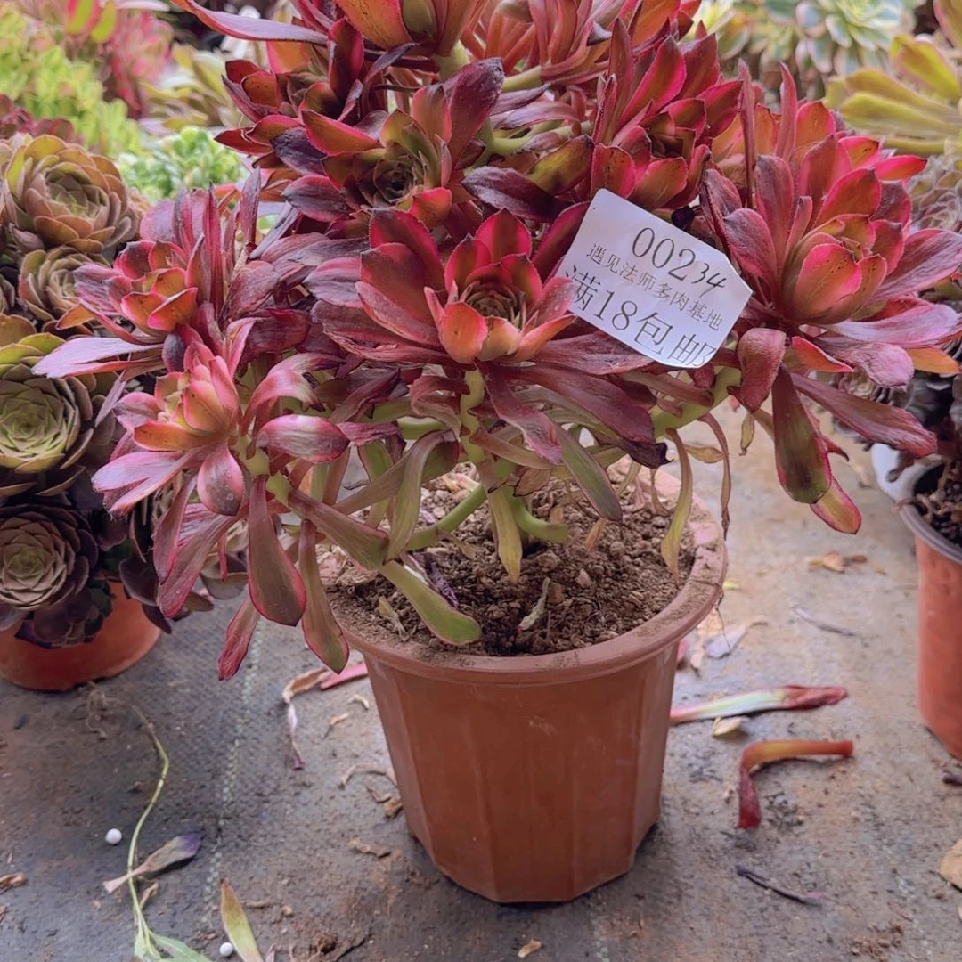 234号。 冠服。35。