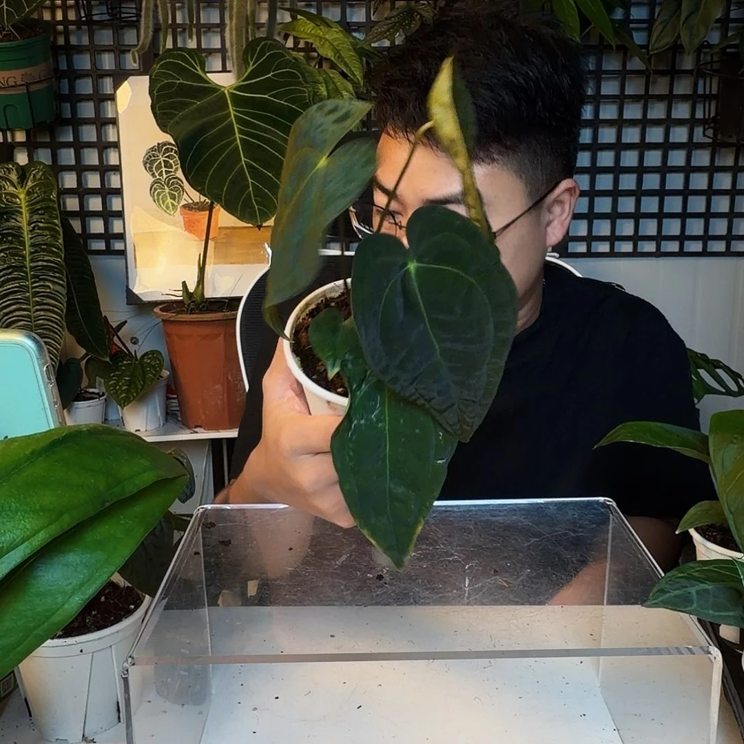 完全开放O134咖啡papi盾