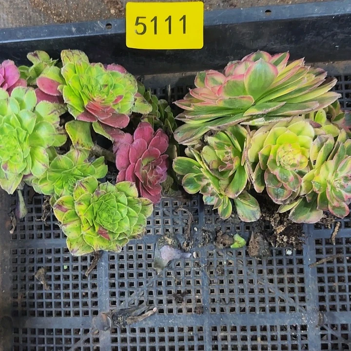 哈哈多肉葡萄福利5111个