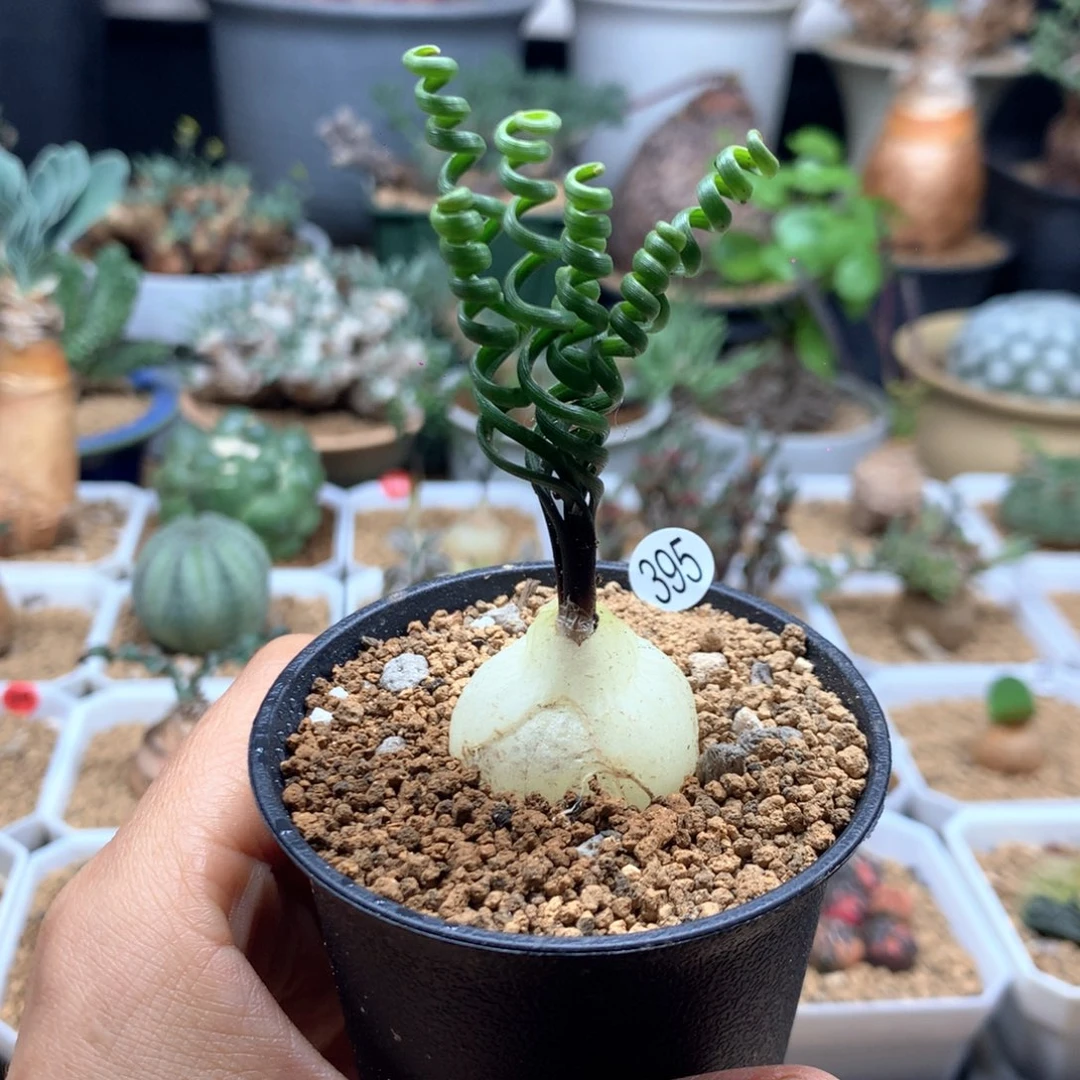 钢丝弹簧草多肉带盆395