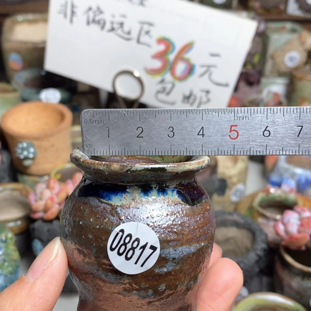 花盆拍5送一个小礼物