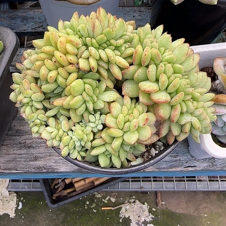 青蛙王子儿童牙膏11