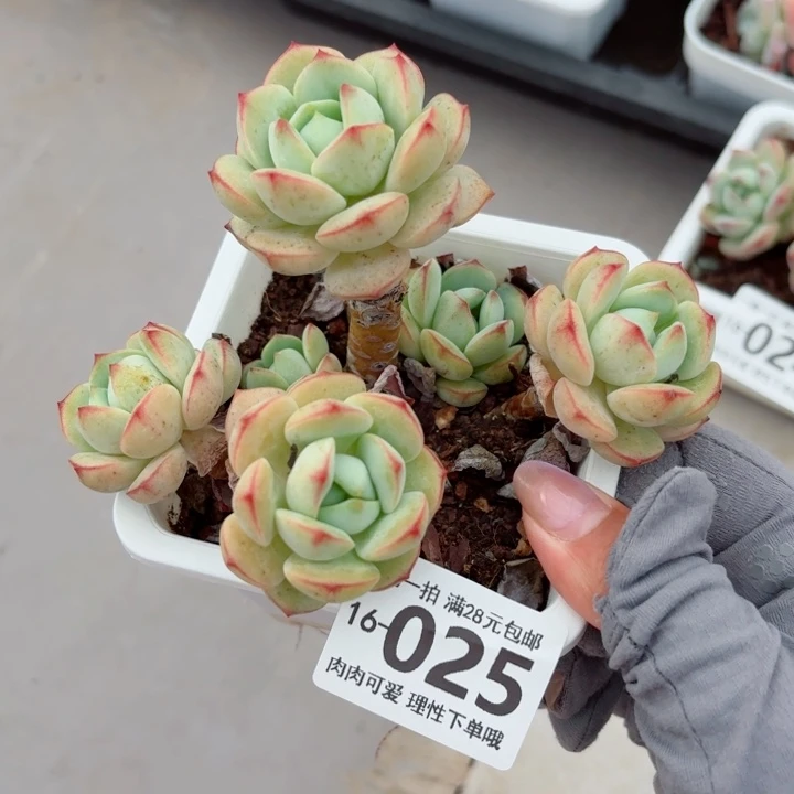 白底香草多无盆土发货
