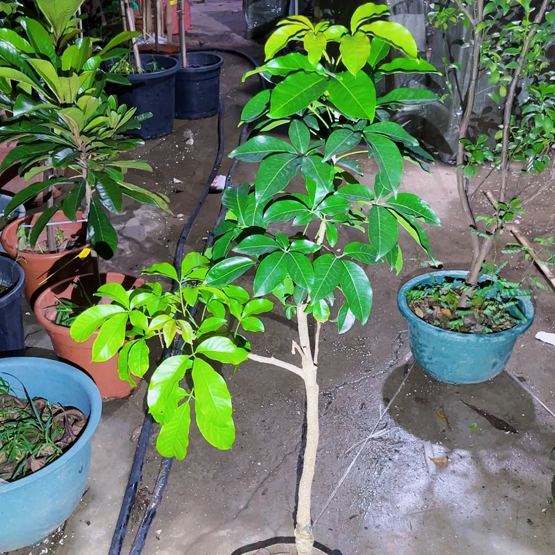 用****2果苗。果苗。果苗6666