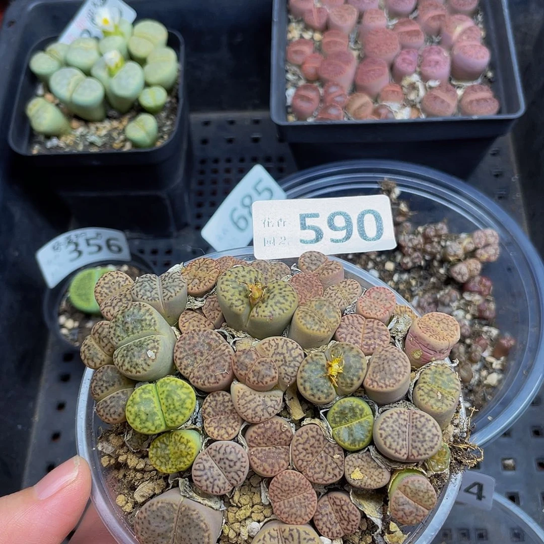 5900000000花花花花花花花花