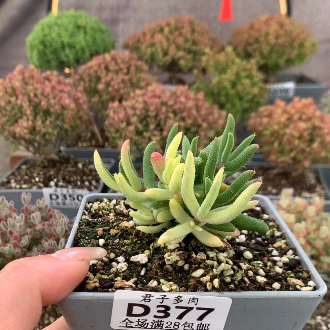 L*～377玉米锦。             