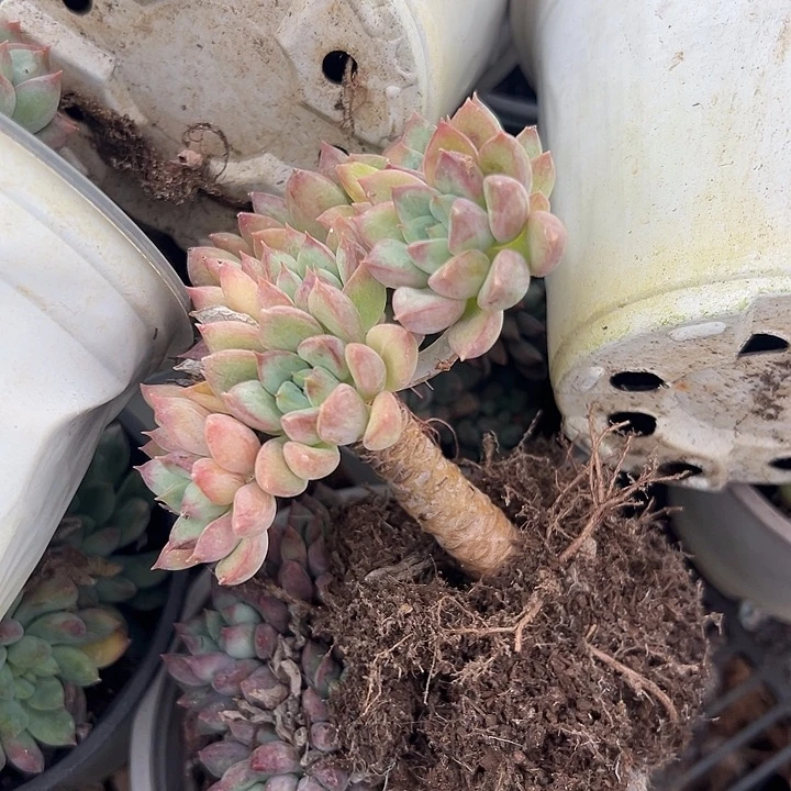 二代虞。