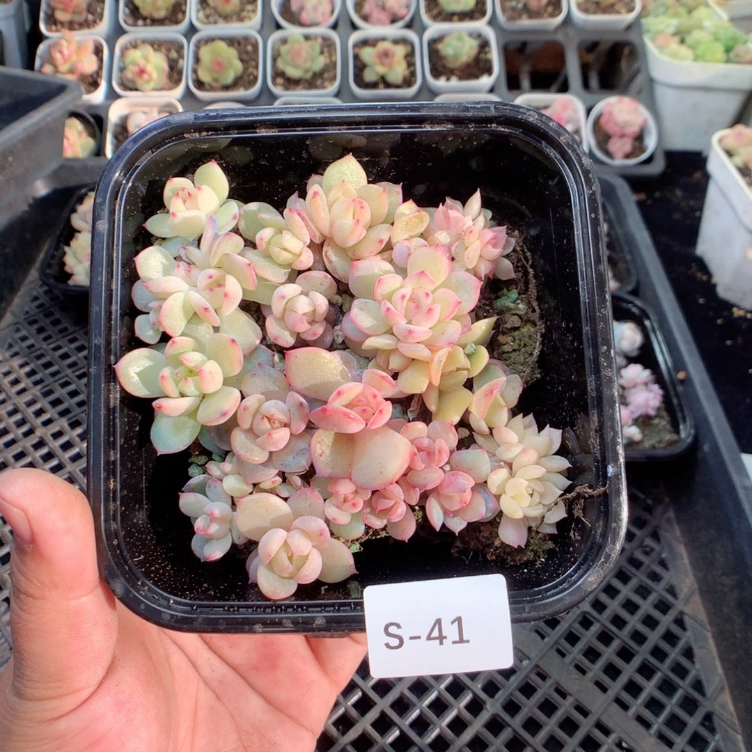 无花朵S41英语英语