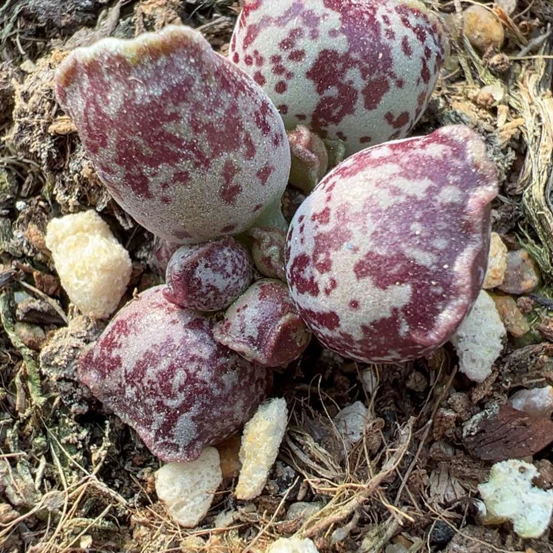 达摩海豹多肉植物水泡