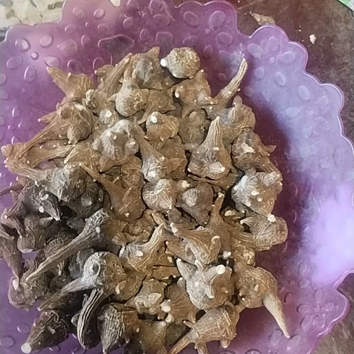 中国大陆贵州山采乌鸦头1斤