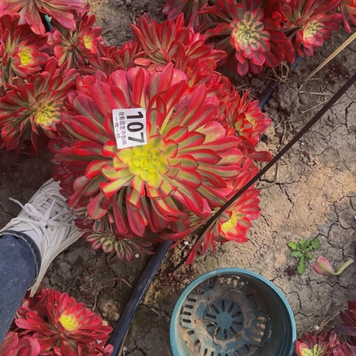 粉瞳花29-7包邮花花