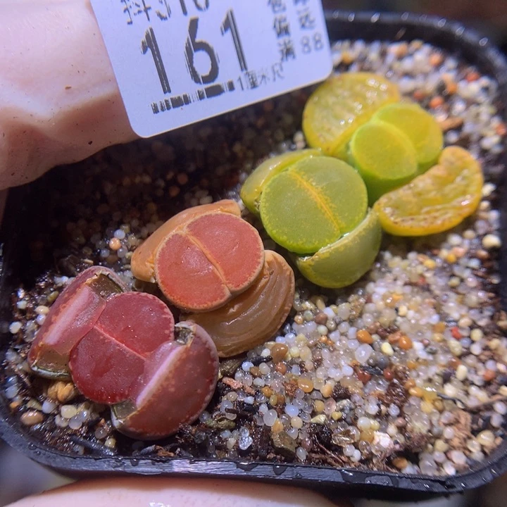 精品生石花310.161