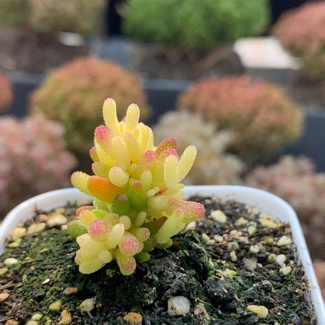 糖球锦6782枝干番杏