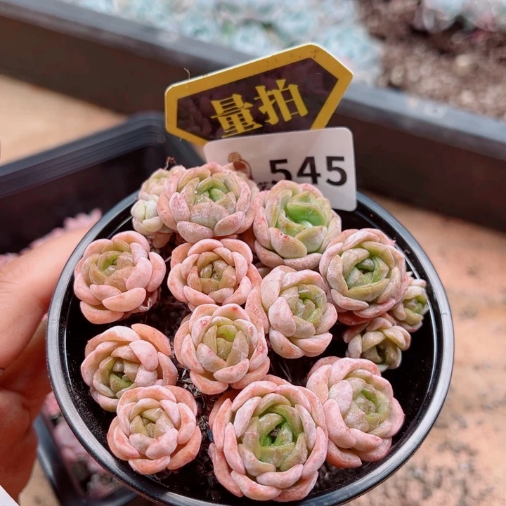 多肉植物多肉植物