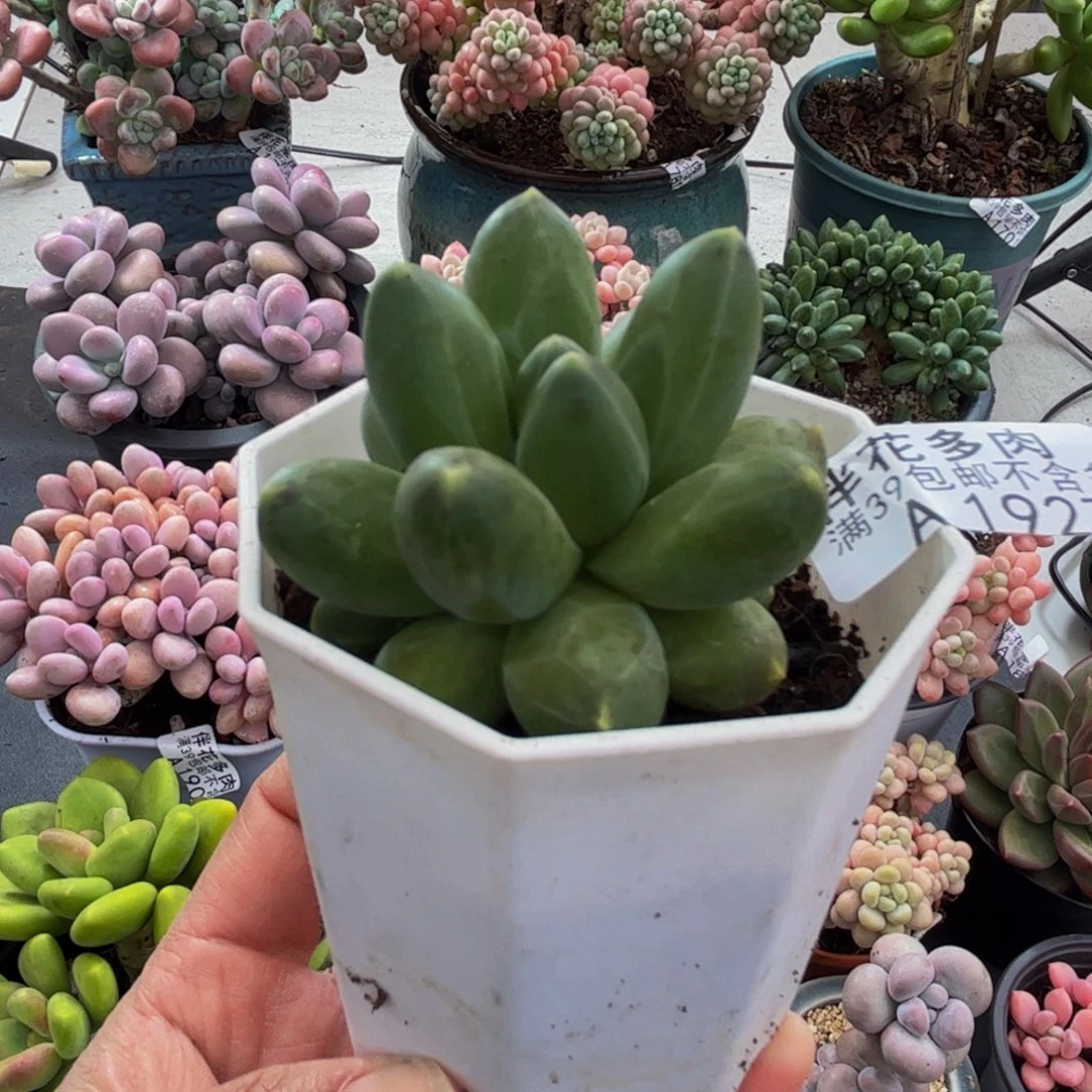 1927香蕉树5cm多肉