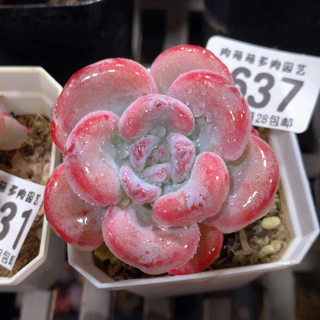 5CM拇指盆精控多肉ZP637