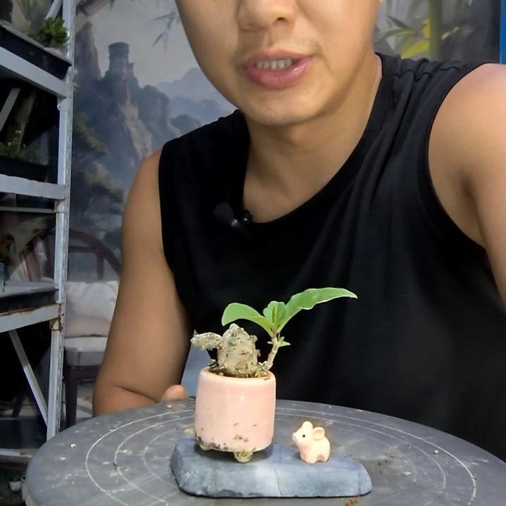 ?****?中青园艺一物一拍111