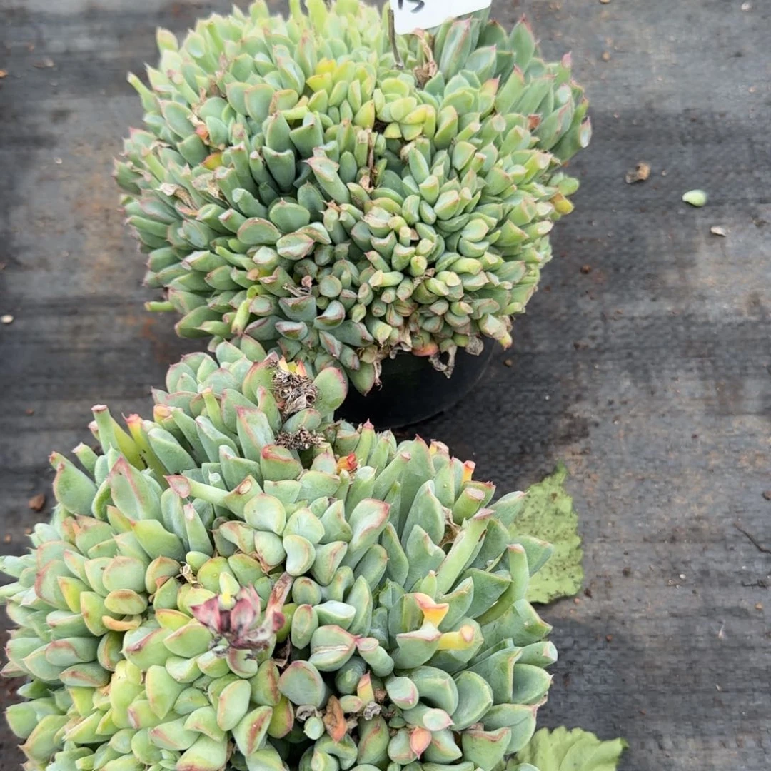 15-2反叶月影两颗量拍