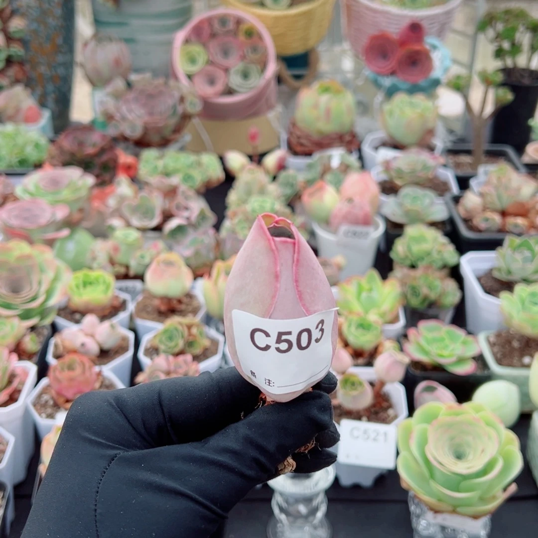 用***1503粉紫桃子老桩单棵。  一物一拍