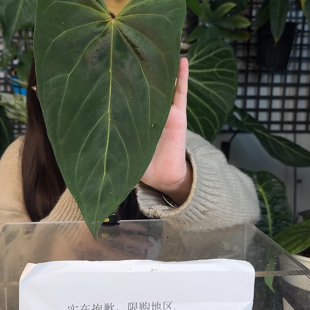 完全开放G109波特杂papilg